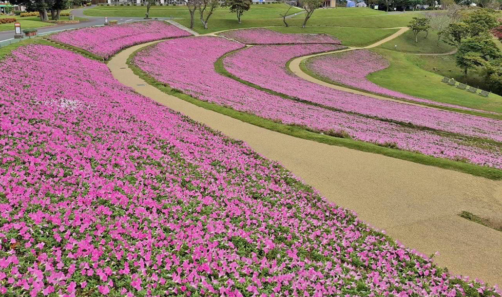 桃色吐息（ペチュニア）