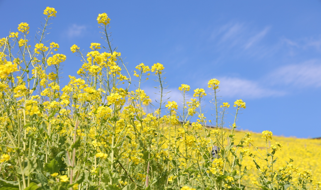 菜の花