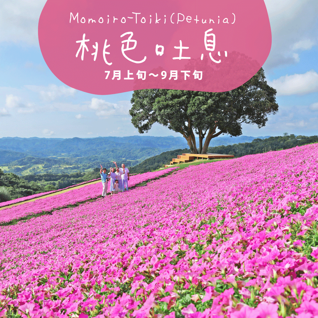 7月上旬～9月下旬】桃色吐息のお花畑│インフォメーション│マザー牧場